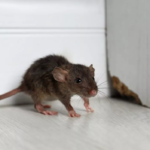 Comment se débarrasser des rats et souris dans la maison