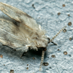 Psychodidae