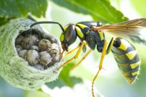 Guêpes maçonnes : comment identifier et gérer ces cocons d'araignées paralysées
