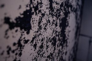 Comment se débarrasser des vers noirs d'humidité