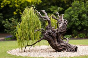 Saule crevette aux feuilles marron : causes et solutions