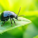 Petits insectes noirs ronds : identification et élimination efficace