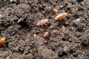 Insectes ressemblant au cafard : guide d'identification complet