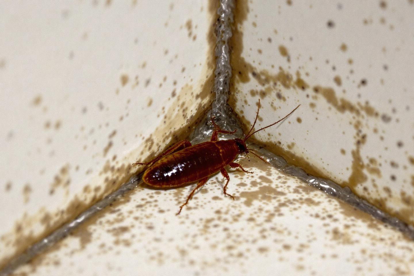 Insectes ressemblant au cafard : guide d'identification complet