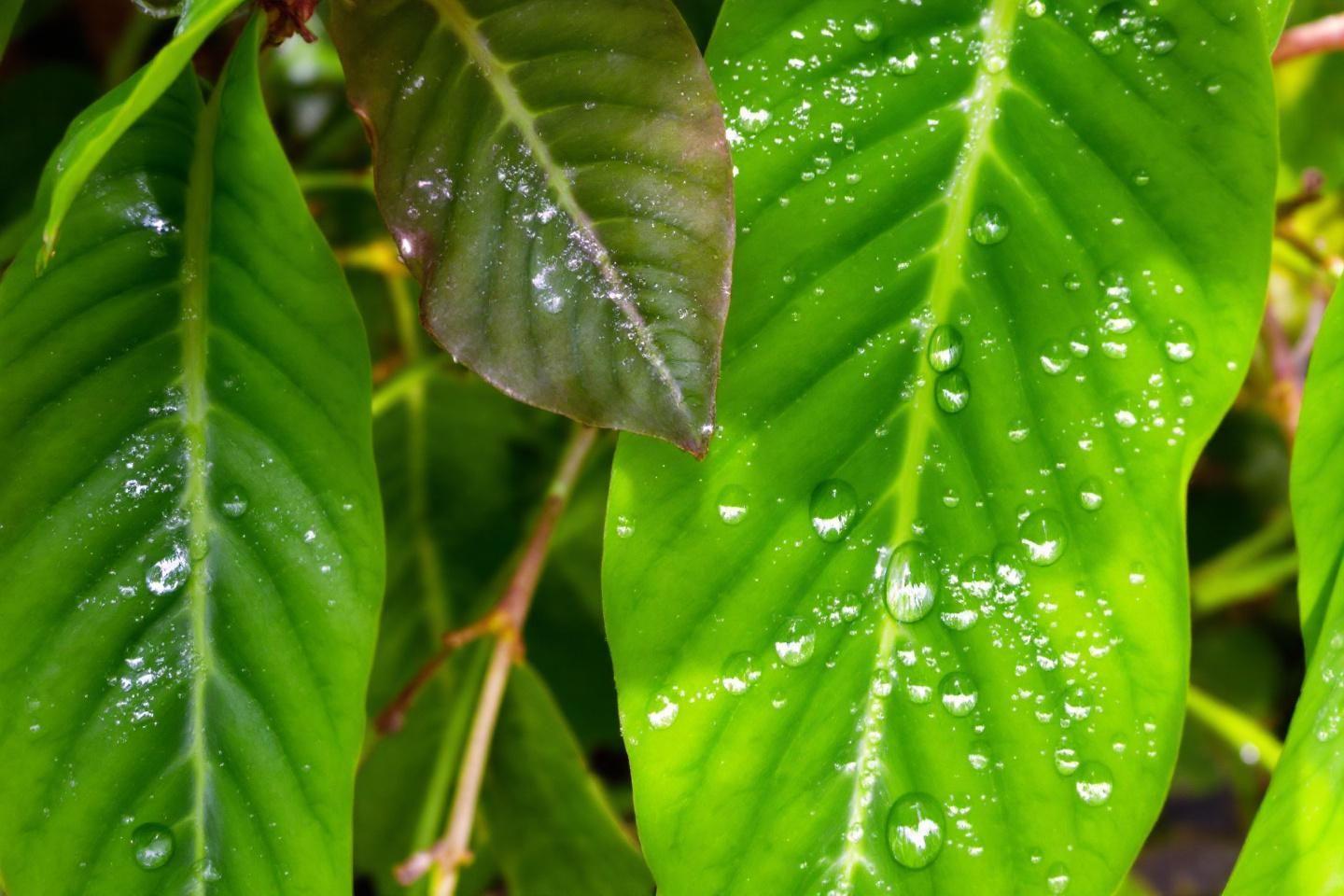 Éliminer les moucherons sur les pieds de tomates naturellement