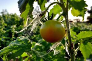 Éliminer les moucherons sur les pieds de tomates naturellement